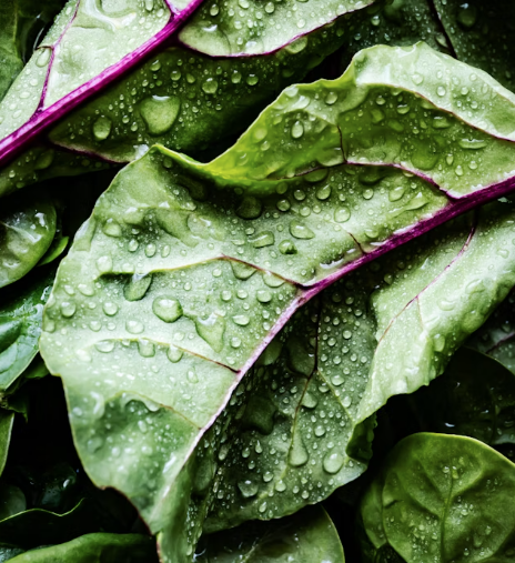 ¿Por qué elegir una especialista en plant-based?